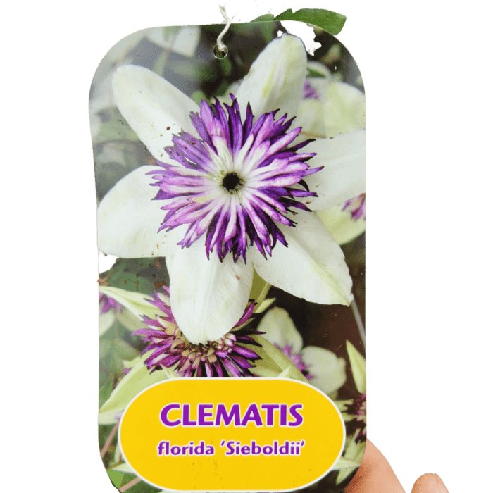 clematis-flor-sieboldi-1