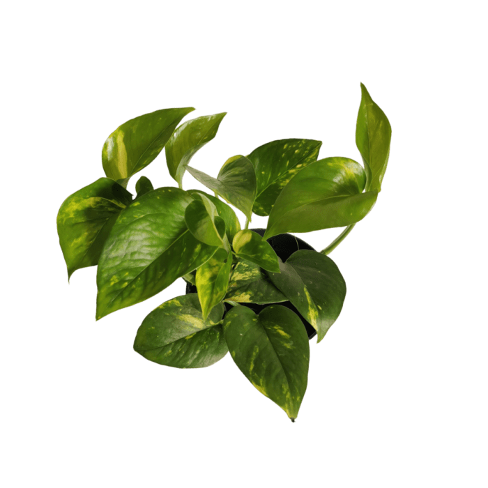 epipremnum-pinn-aureum-1