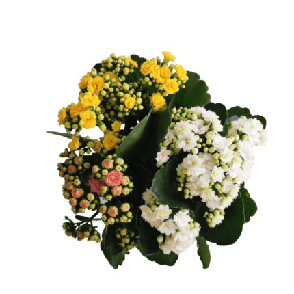 Kalanchoe blossfeldiana "Tricolour"
