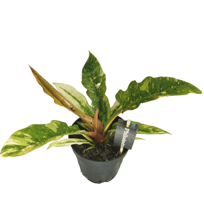 philodendron-narrow-ring-of-fire-2