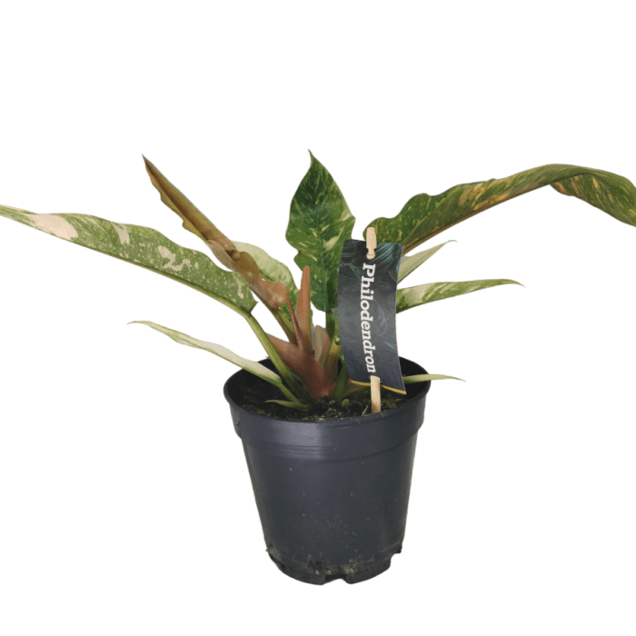 philodendron-narrow-ring-of-fire