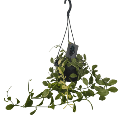 Dischidia-oinantha-variegata