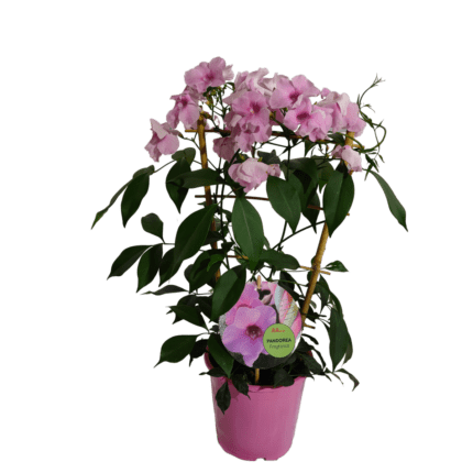 pandorea-jasminoides-trellis-pink