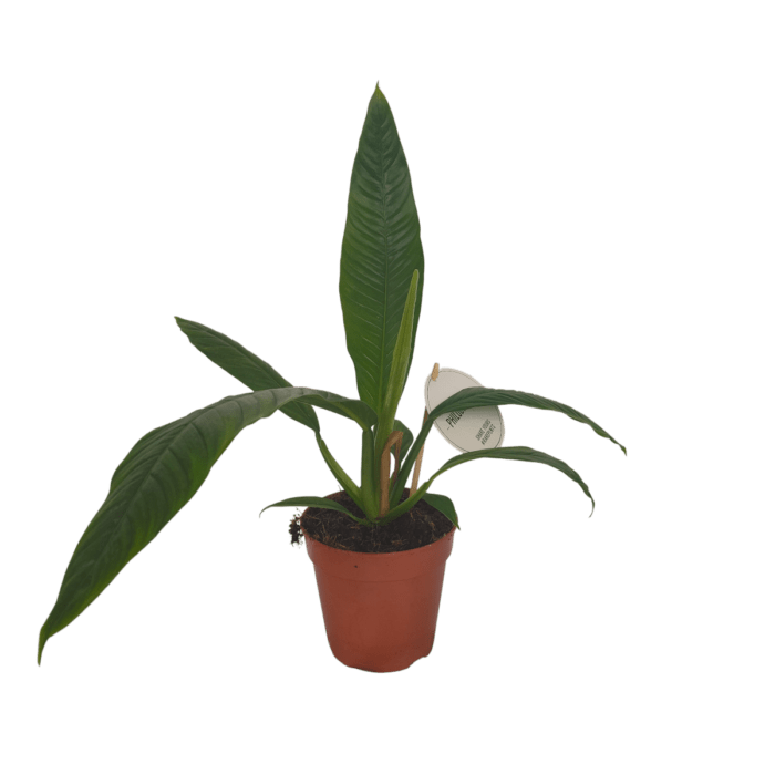 philodendron-campii