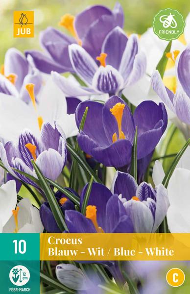 CROCUS BLUE WHITE MIX