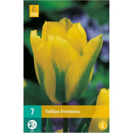 TULIPA FORMOSA