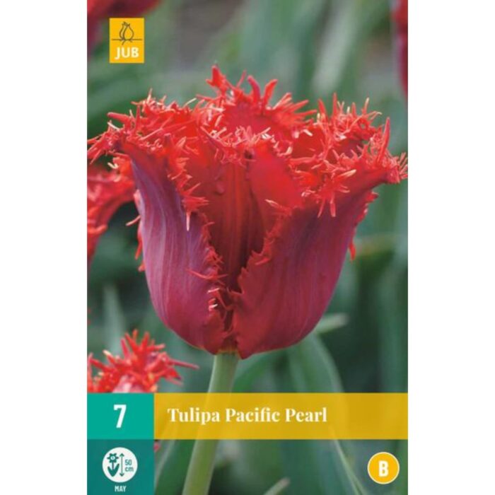 TULIPA PACIFIC PEARL