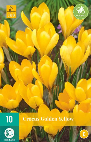 CROCUS golden yellow