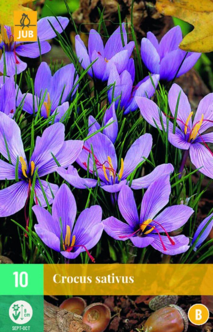 CROCUS SATIVUS