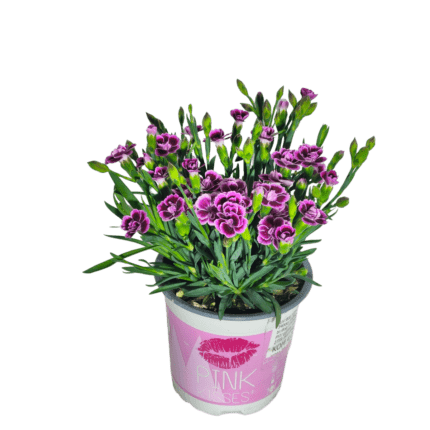 dianthus pink kisses