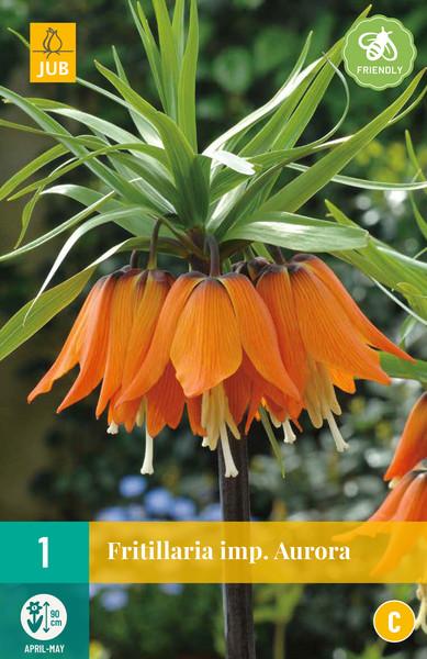 fritillaria imp aurora