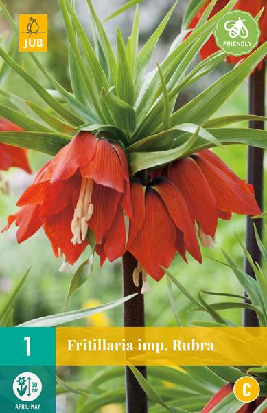 fritillaria imp rubra