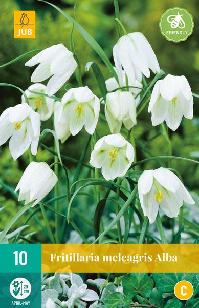 fritillaria meleargis alba