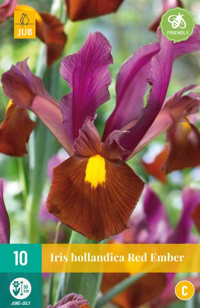 IRIS HOLLANDICA RED EMBER 10/1 - OPG VUKOJA - Big-Win.hr / Web shop ...