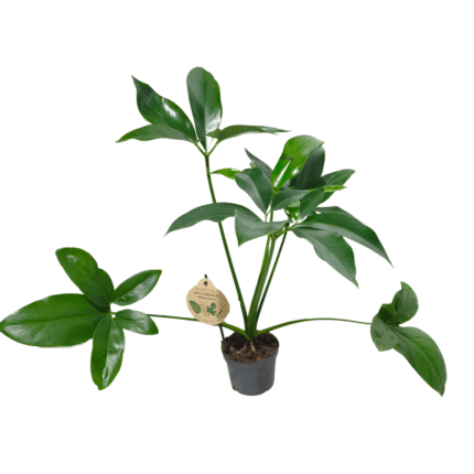 PHILODENDRON "Green wonder"
