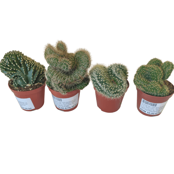 cactus-cristata