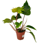 philodendron-mayoi
