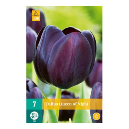 TULIPA QUEEN OF NIGHT