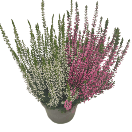 calluna v. twin girls