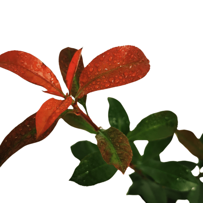 photinia-carre-rouge-1