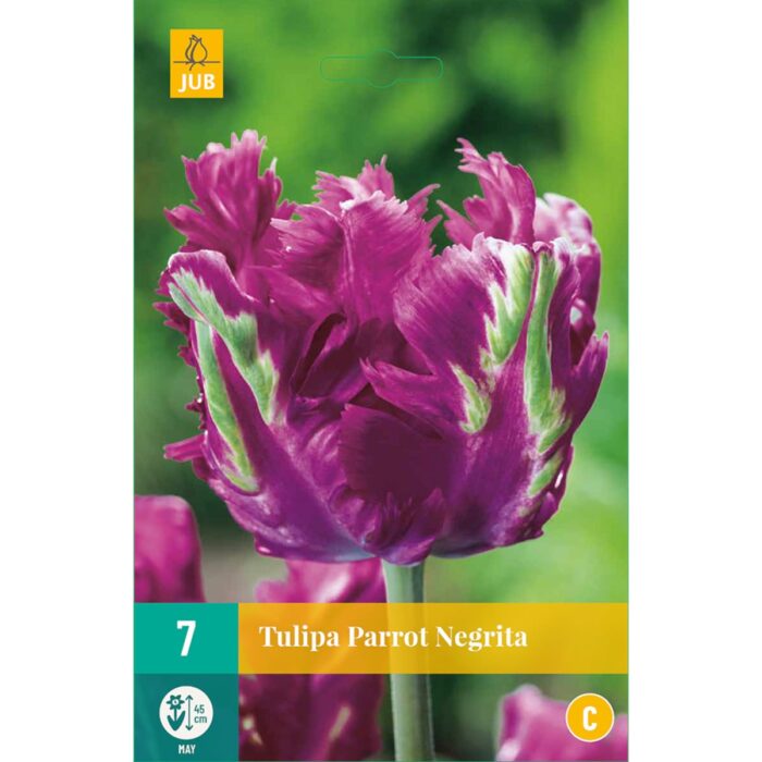 TULIPA PARROT NEGRITA