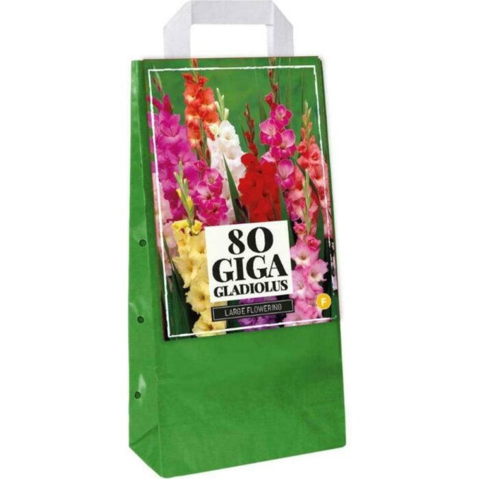 Gladiolus giga mix-80