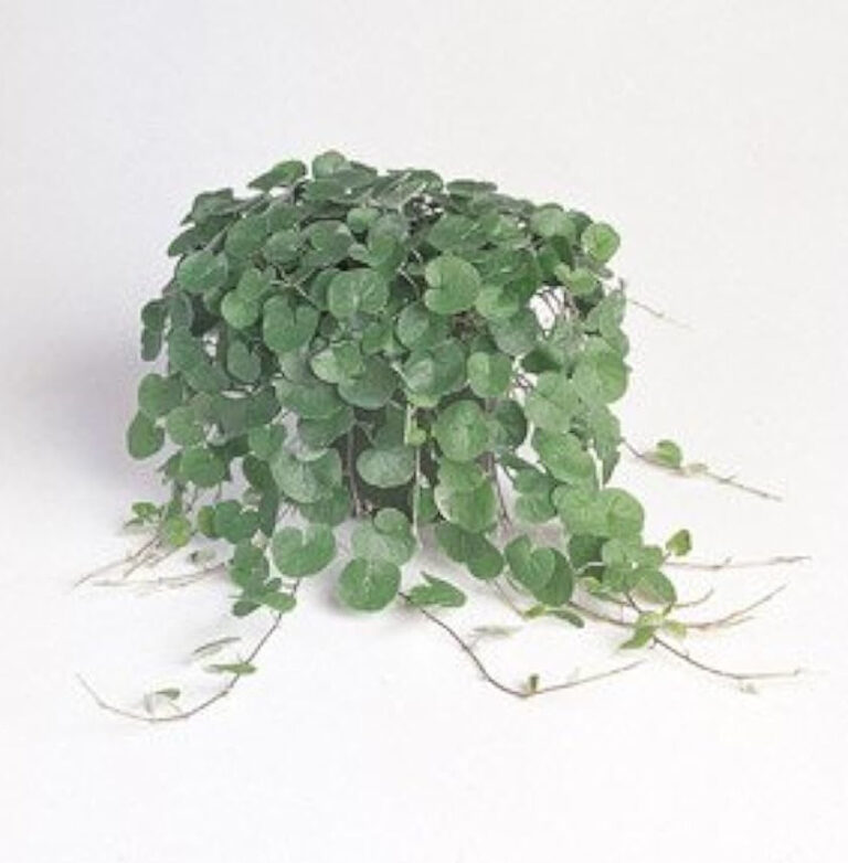 DICHONDRA ARG. 