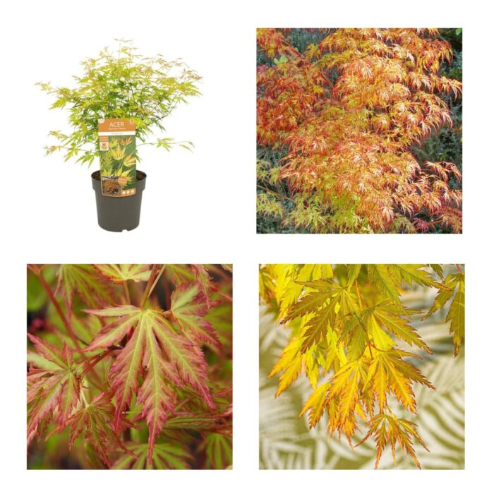 Acer Palm Orange lace-