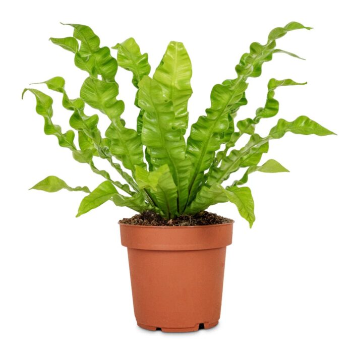 Asplenium-nidus-Crispy-Wave-