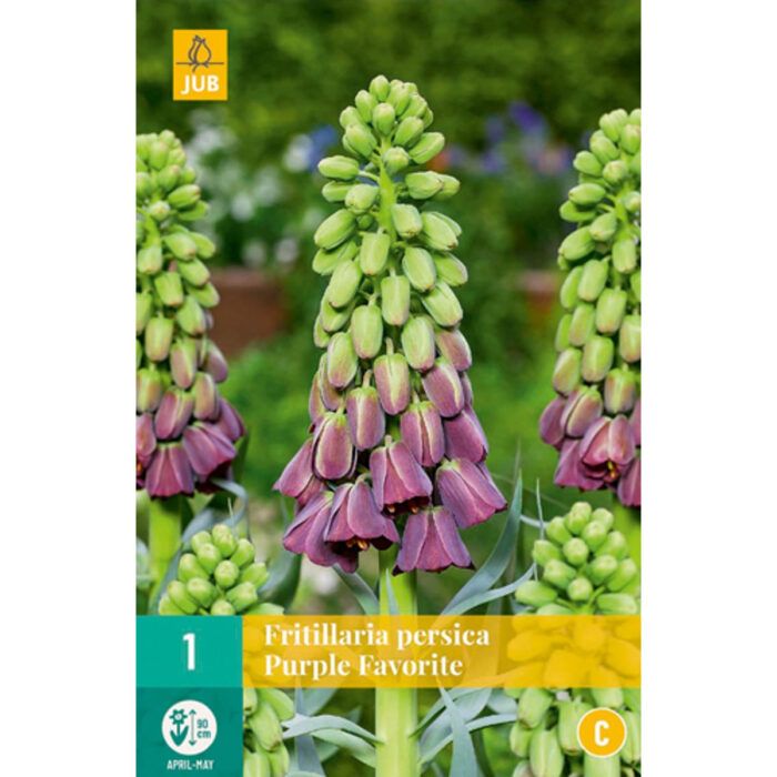 FRITILLARIA PERSICA PURPLE FAV