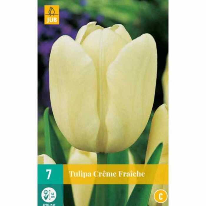 TULIPA CREME FRAICHE