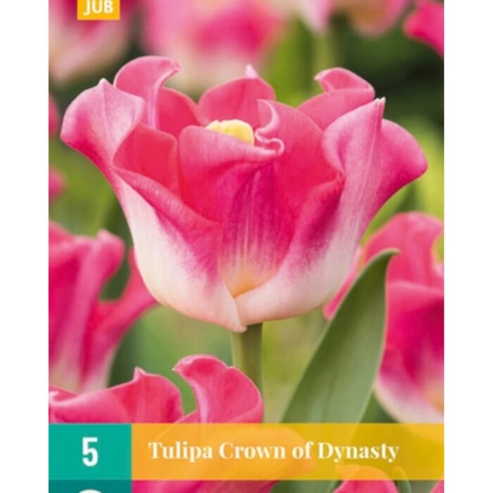 TULIPA CROWN OF DYNASTY