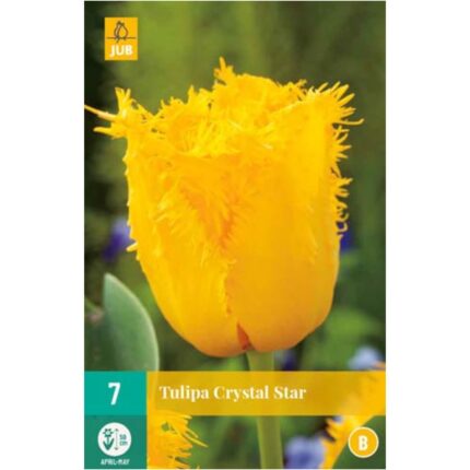 TULIPA CRYSTAL STAR