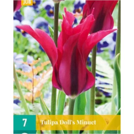 TULIPA DOLL'S MINUET