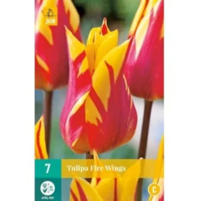 TULIPA FIRE WINGS