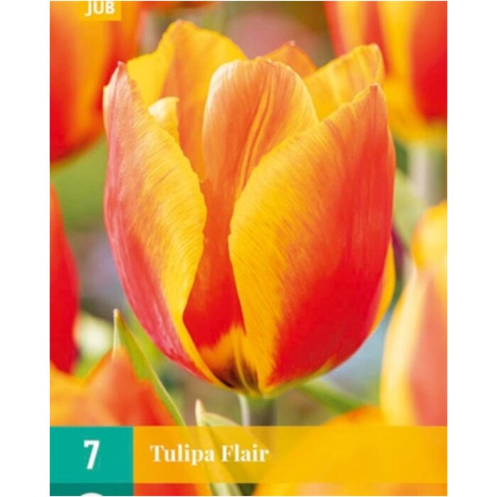 TULIPA FLAIR