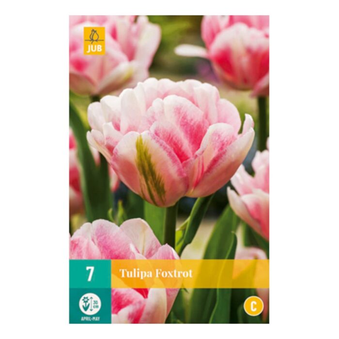 TULIPA FOXTROT