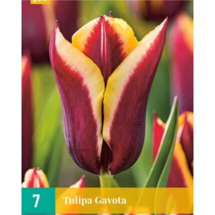 TULIPA GAVOTA