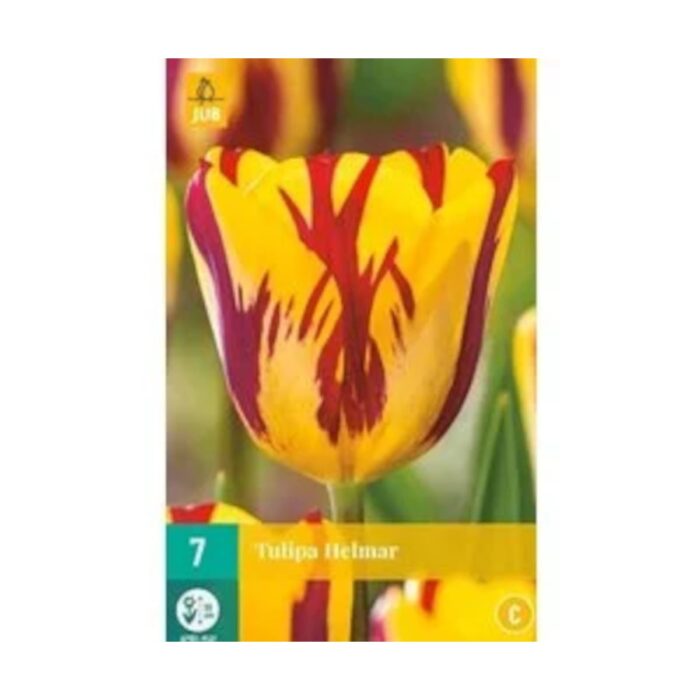 TULIPA HELMAR