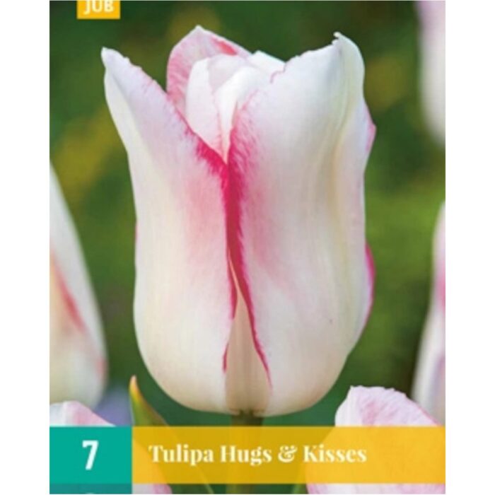 TULIPA HUGS & KISSES