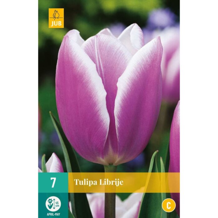 TULIPA LIBRIJE