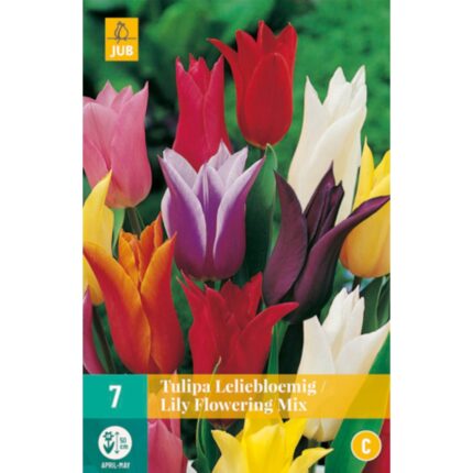 TULIPA LILY FLOWERING MIX