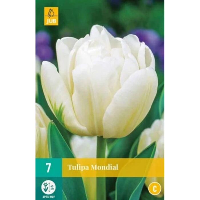 TULIPA MONDIAL