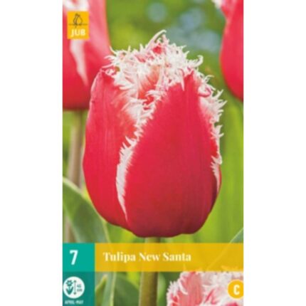 TULIPA NEW SANTA