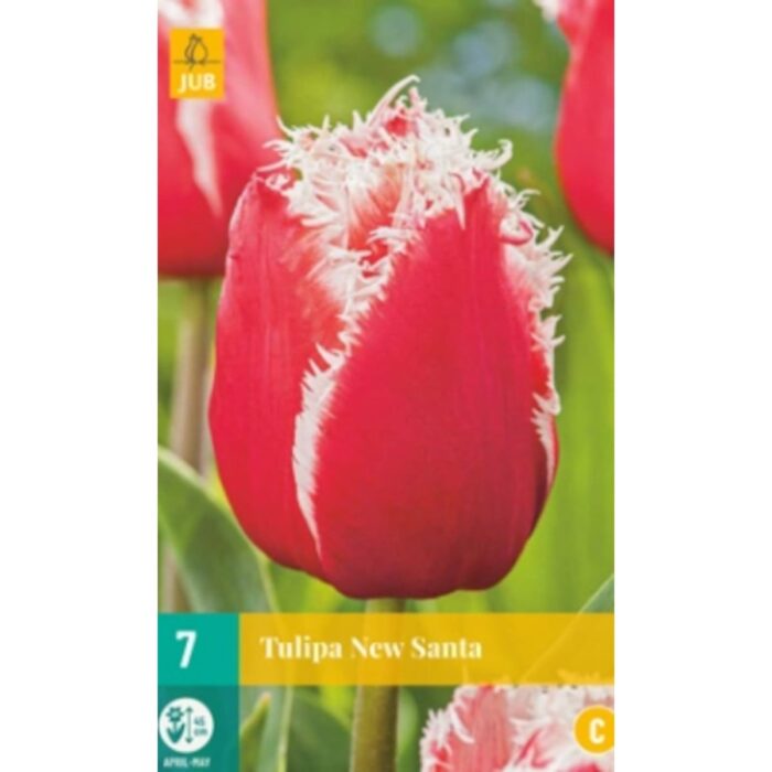 TULIPA NEW SANTA