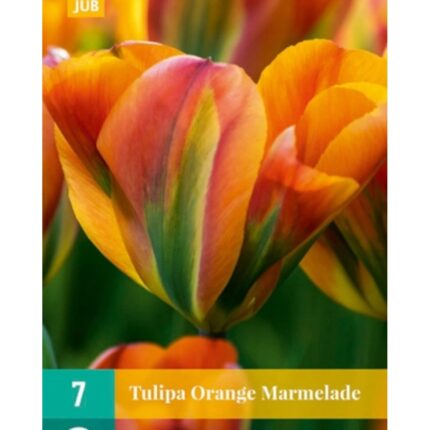 TULIPA ORANGE MARMELADE