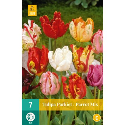 TULIPA PARROT MIX