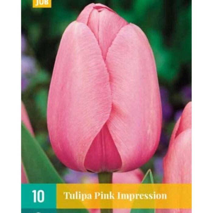 TULIPA PINK IMPRESSION