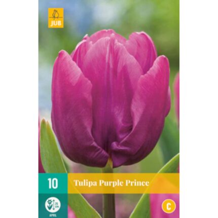 TULIPA PURPLE PRINCE