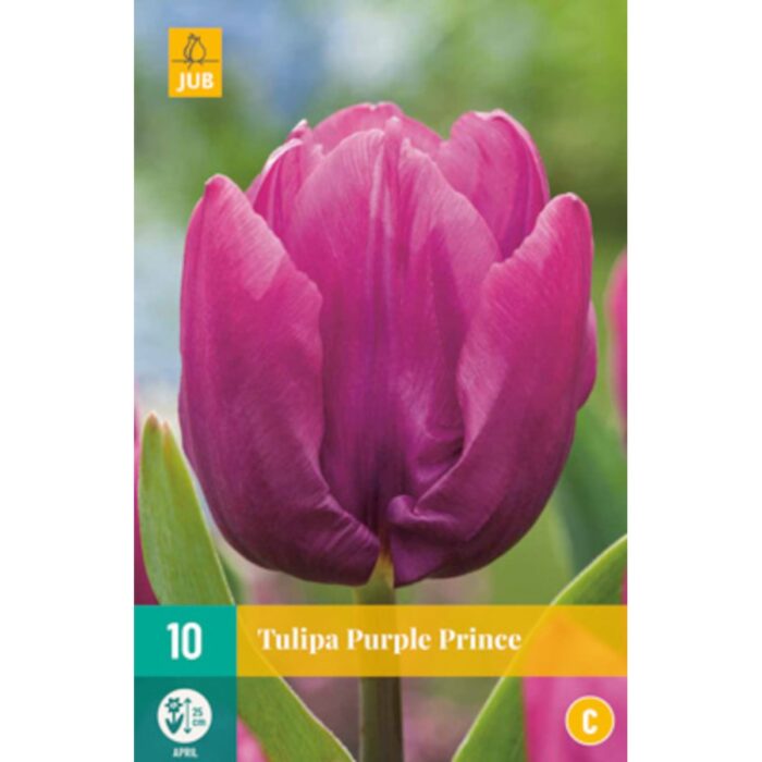 TULIPA PURPLE PRINCE